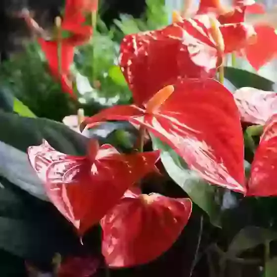 Anthurium andraeanum Red Tail Flower
